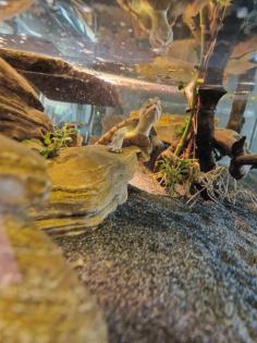 Klappschildkröte/ Wasserschildkröte