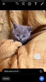 BKH reinrassige Kitten in Blue mit Stammbaum