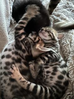 Bengalen aus liebevoller Zucht mit TICA-Stammbaum melanistic und brown spotted