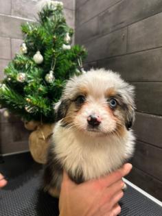 Miniature Australian Shepherd Mini Aussie