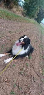 Bordercolli Australian Shepherd Mix Hund