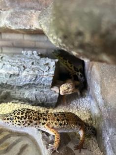 Terrarium mit 3 Leopardgeckos -vollausgestattet Zubehör