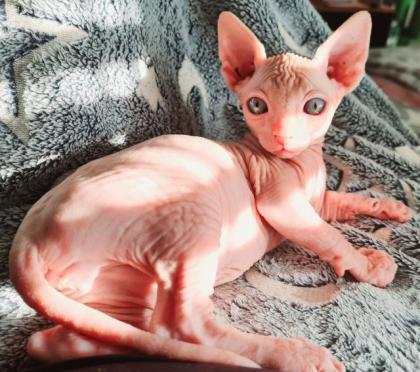 Reinrassige Sphynxbabys