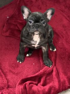 Französische Bulldoggen