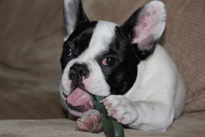 Kaufen Sie schöne Französisch Bulldog Welpen jetzt