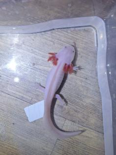 Axolotl Nachzucht