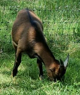 Ziegen Bock