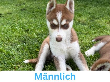 Sibirische Husky-Welpen 8 Wochen alt, geimpft entwurmt