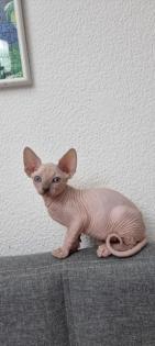 Sphynx- Katzenbaby