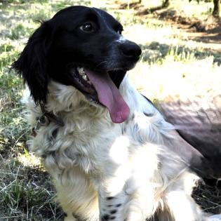 Angel / Status sucht ein Zuhause