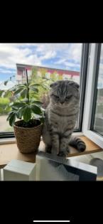 BKH SF Katerchen sucht neues Zuhause