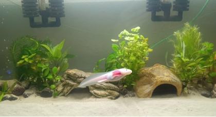 Axolotl Jungtiere, eigene Zucht, MV