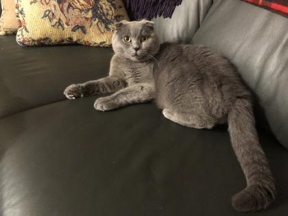 Deckkater Felix BKH/SF blue