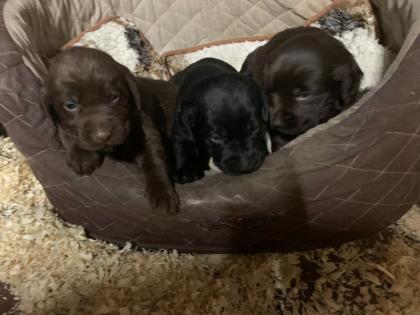 Labrador x Golden Retriever Welpen zu verkaufen