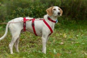 NUOVO - männlich 6 Jahre 42 cm 16. 2 kg Mischling Gechipt Kastriert