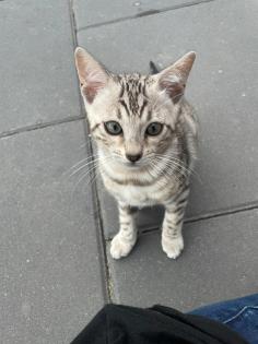 Bengalen Babys suchen neue Dosenöffner