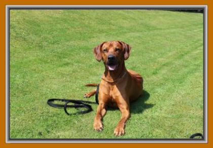 Rhodesian Ridgeback Wurfankündigung