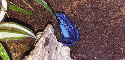 0. 0. 3 Dendrobates azureus
