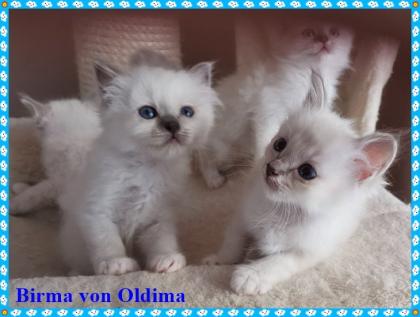 Birma Babys aus seriöser, registrierte Hobbyzucht mit Sitz im Nordrhein-Westfalen, Köln