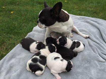 Französische Bulldoggen Welpen