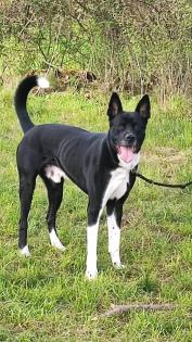 Akita Doggenmix