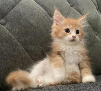 Wunderschöne reinrassige XXL Maine Coon Red Tabby Red White Tabby Katzen Kitten