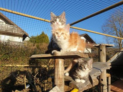 Prächtige Maine Coon Kitten