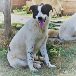 Heidi sucht ein Zuhause