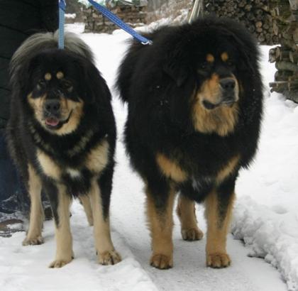 Do Khyi, Tibet Mastiff Welpen