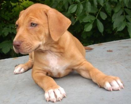 Pitbull Welpen, ab sofort abzugeben
