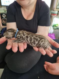 Bengal bengalkatze bengalkitten