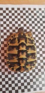 3 Griechische Landschildkröten mit Terrarium und Zubehör