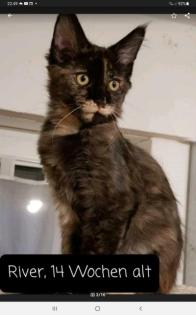Maine Coon Kitten XXL