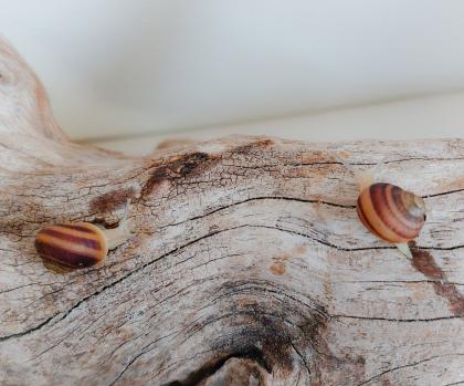 Gefleckte Weinbergschnecken Babys Cornu aspersum