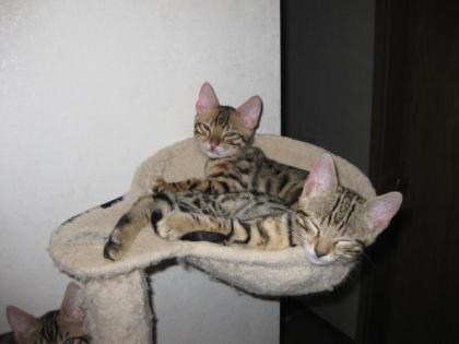 Reinrassige Bengalkitten. Auszug bereit