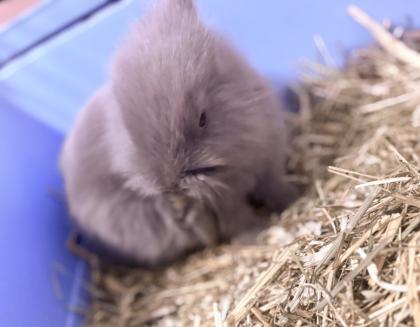 Kanichen Babys, Hasen paar