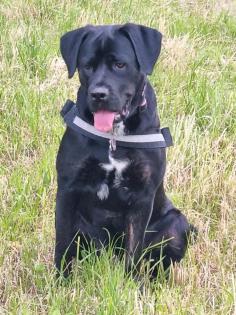 Cane Corso Mischling Dame