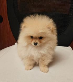 Zwergspitz/ Pomeranian
