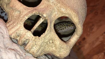 Leopardengecko weiblich