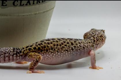 Leopardgecko 1. 13. 16