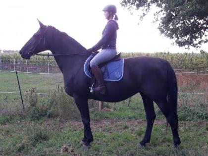 Wunderschöne kräftige Rappstute, 11J. , 170cm
