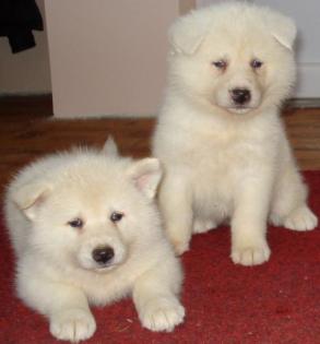 Akita Inu Welpen sind weiß von weißen Eltern