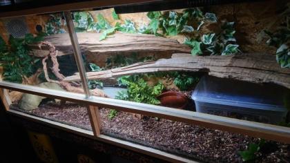 2 königspython mit terrarium