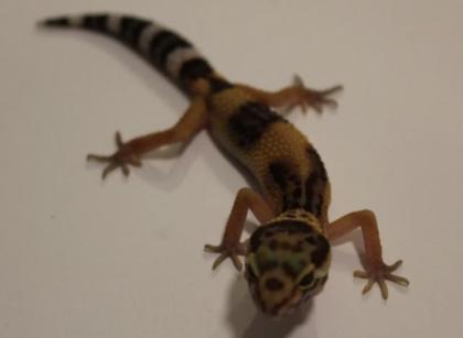 Leopardgeckos