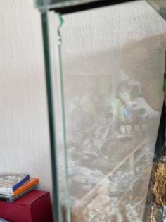 Zwei Kornnatter zu verkaufen. Mit oder ohne Terrarium