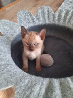 Tonkanese Kitten -650, 00 Euro VB