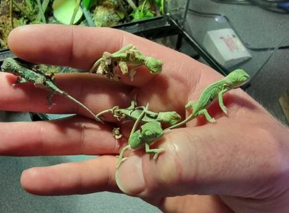 Jemenchamäleon Chamaeleo calyptratus
