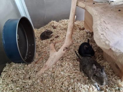 4 Degus mit großem Nagarium