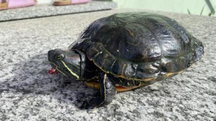 3 gesunde Schmuckschildkröten abzugeben