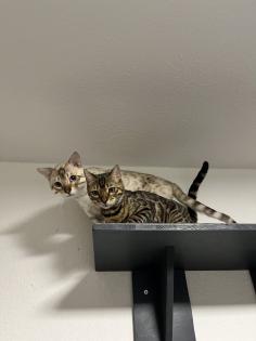 Bengal Paar Katze/Kater